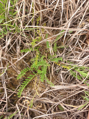 Astragalus distortus
