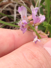 Astragalus distortus