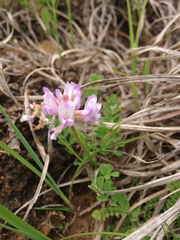Astragalus distortus