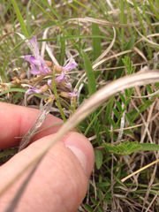 Astragalus distortus