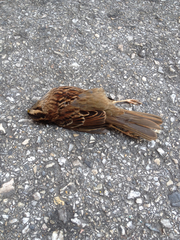 Zonotrichia albicollis