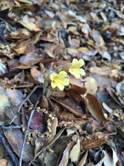 Aphyllon franciscanum