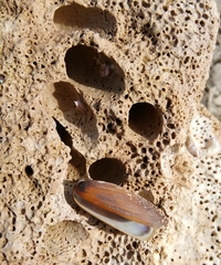Lithophaga lithophaga
