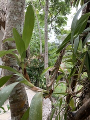 Maxillaria elatior