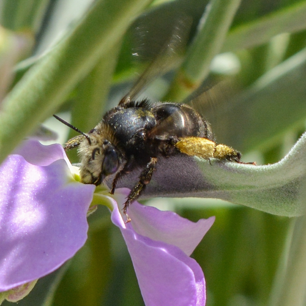 Anthophora arequipensis