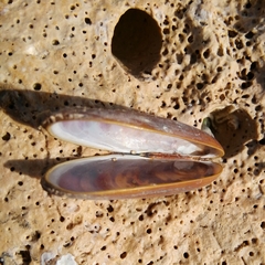 Lithophaga lithophaga