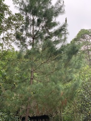 Pinus maximinoi