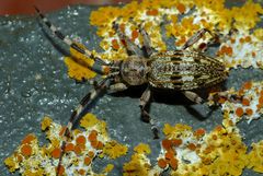 Hexatricha pulverulenta