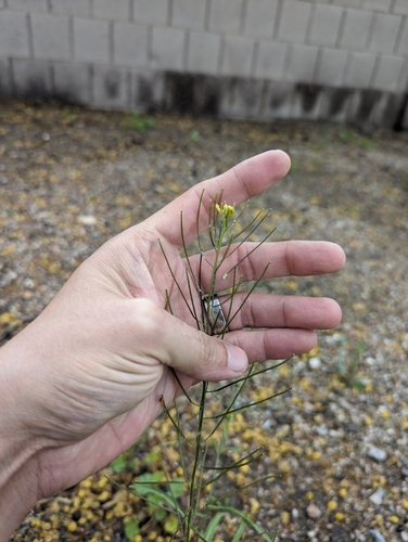 Sisymbrium irio iNat (2)