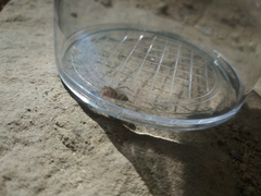 Liocranum rupicola