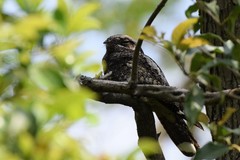 Caprimulgus jotaka