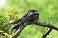 Caprimulgus jotaka