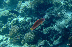 Paracheilinus octotaenia