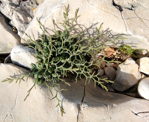 Mrižica (Limonium)