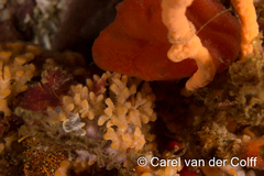 Margaretta levinseni