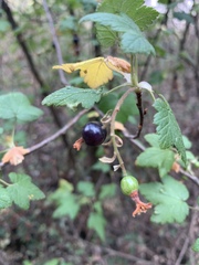 Ribes ciliatum