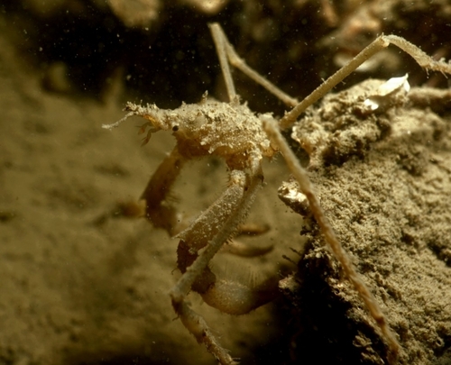 Long-legged Spider Crab, Nederland, photo 8 of 10