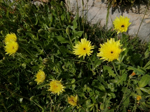 Smeđocrvena babljača (Urospermum dalechampii)