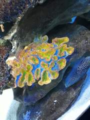 Calloplesiops altivelis