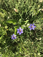 Sisyrinchium pruinosum