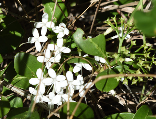 Image of Pavetta revoluta by (c) Andrew Gillespie, some rights reserved (CC BY-SA)