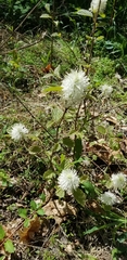 Fothergilla major