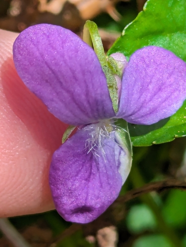 Viola howellii, photograph 5