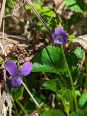 Viola howellii, photograph (c) David Anderson, some rights reserved (CC BY)