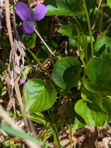 Image of Viola howellii by (c) David Anderson, some rights reserved (CC BY)