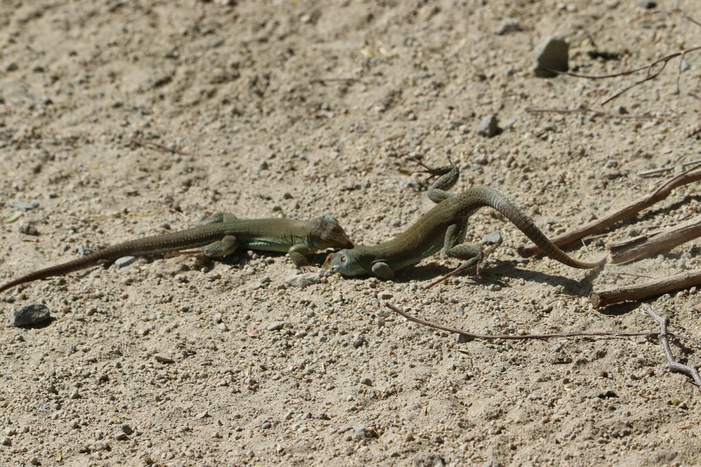 Cope's Ameiva from HX62+MPJ Bubali Bird Sanctuary, Noord, Aruba on ...