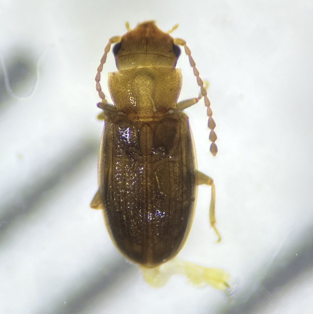 Lined Flat Bark Beetles from Stone Rd, Wendell, MA, US on March 31 ...