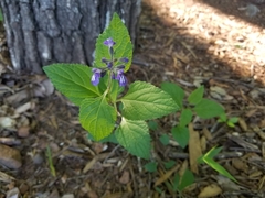 Salvia urticifolia