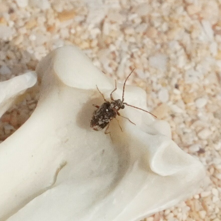 Dignomus gracilipes