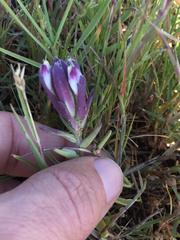 Chloropyron maritimum