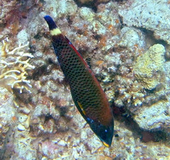 Pseudodax moluccanus