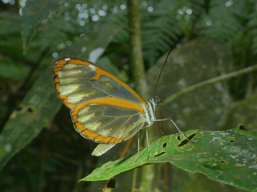 Oleria makrena