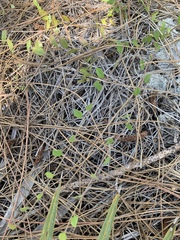 Jacquemontia curtissii