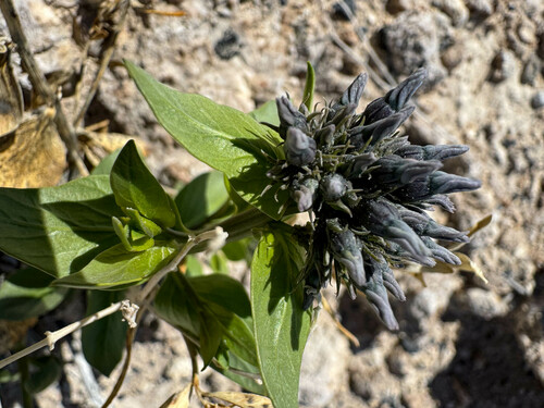 Woolly bluestar (Amsonia tomentosa)