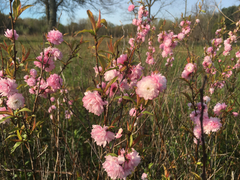 Prunus triloba