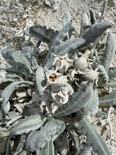 Ash Meadows blazingstar (Mentzelia leucophylla)