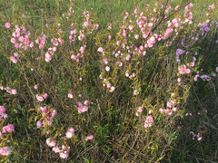 Prunus triloba
