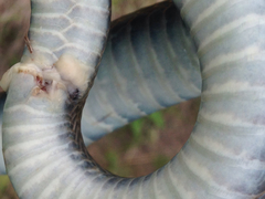 Coluber constrictor foxii