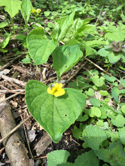 Viola pubescens