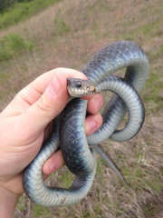 Coluber constrictor foxii