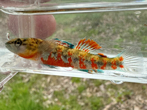 Headwater Darter
