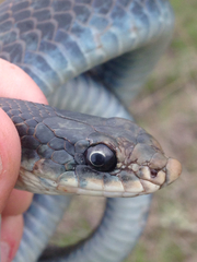 Coluber constrictor foxii