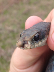 Coluber constrictor foxii