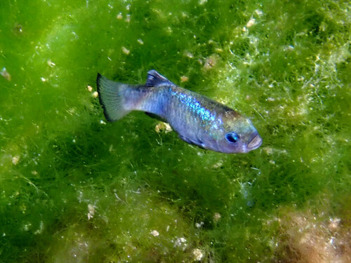 Amargosa Pupfish