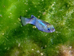 Amargosa Pupfish photo 1
