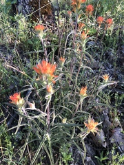 Castilleja applegatei